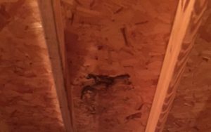 attic roof damage